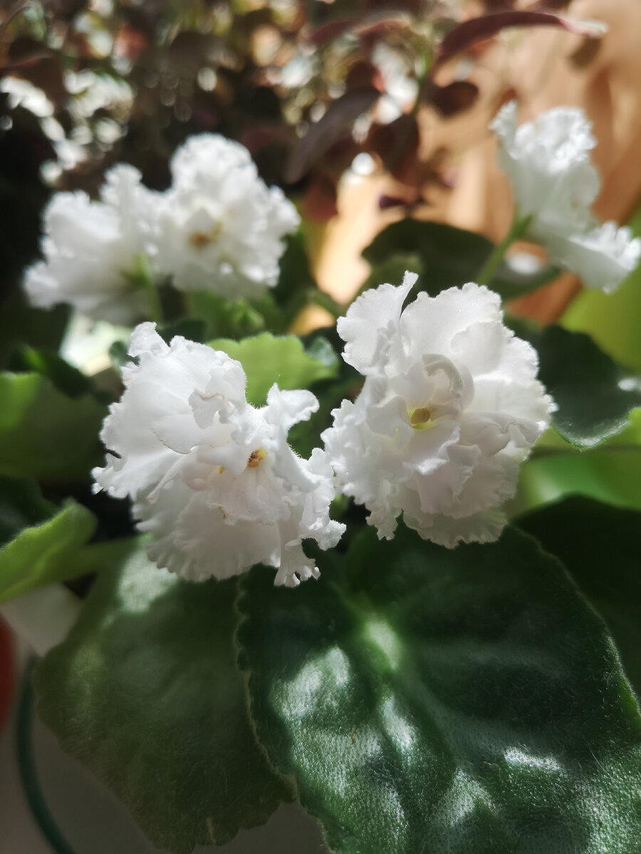 Беляночка Букет невесты 