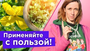 Не выбрасывайте чистотел! Он защитит ваш огород от вредителей! Настой из чистотела