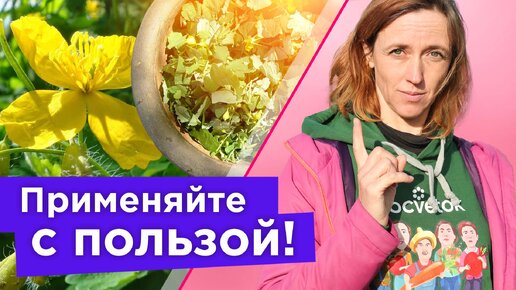 Не выбрасывайте чистотел! Он защитит ваш огород от вредителей! Настой из чистотела