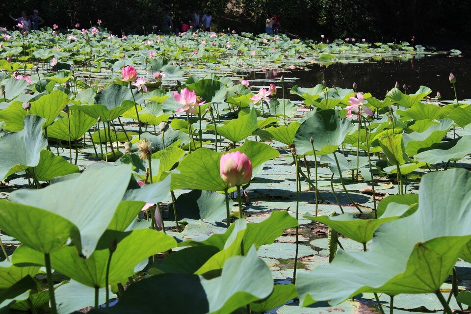    На озере в пойме цветут лотосы Эдуард Пальгунов