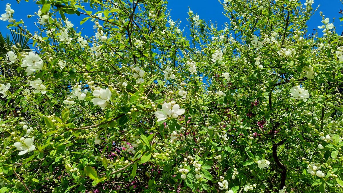 Апрель. Парк Южные культуры