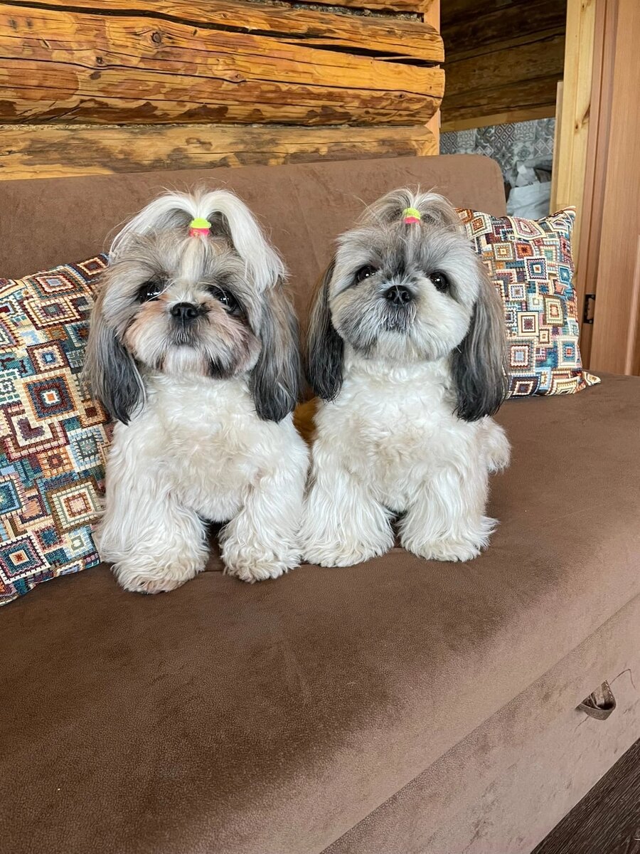 Одна другой лучше.  Фотография предоставлена мамой девочек 