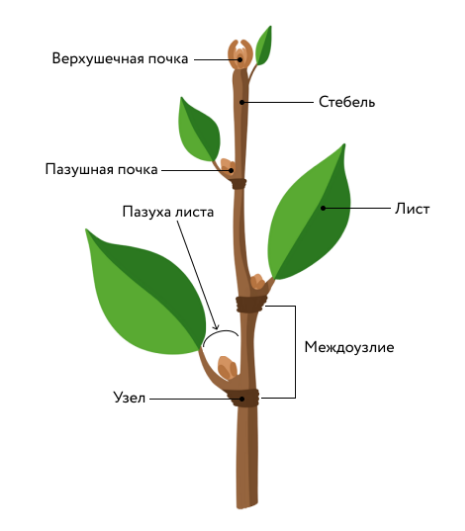 Узел стебля растения