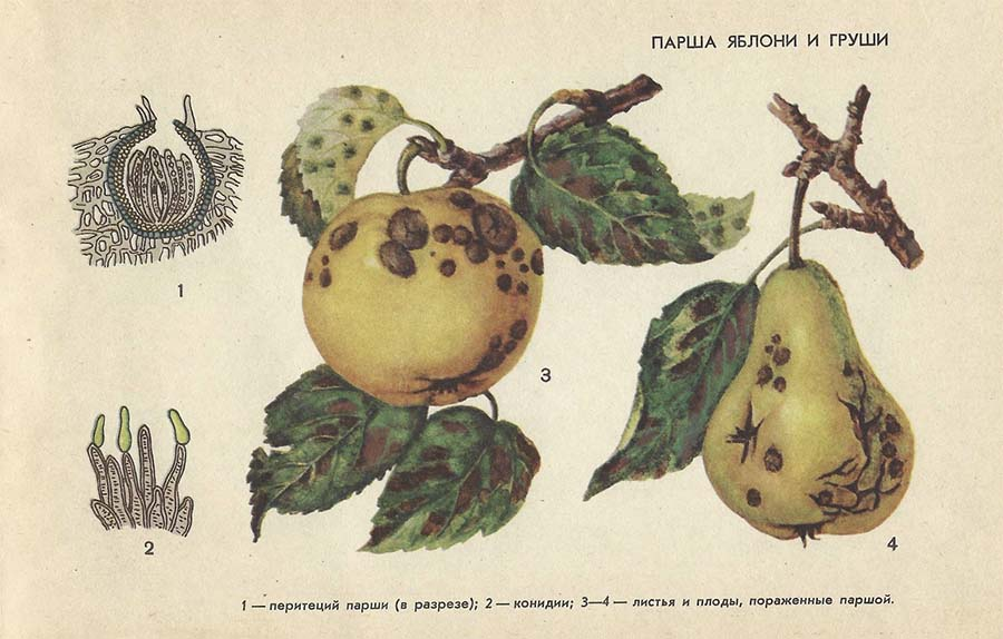 вот она парша