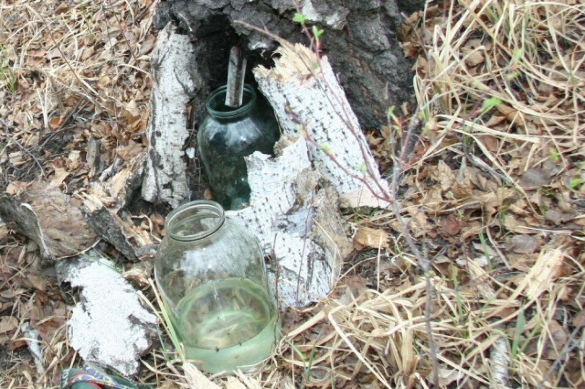    Эндокринолог рассказал, кому нельзя пить березовый сок