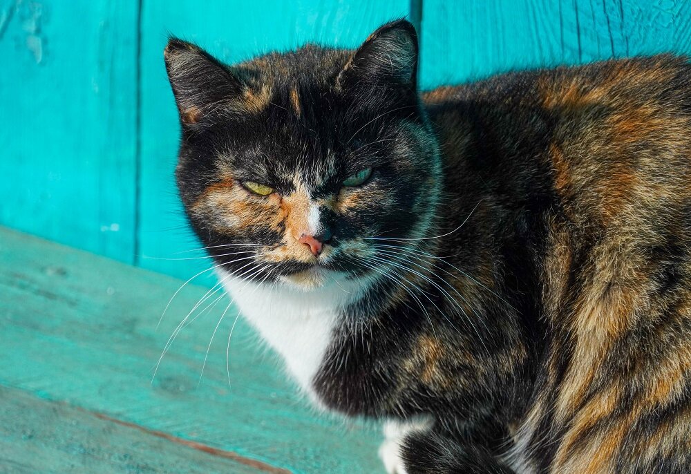    Фото: Амур.инфо