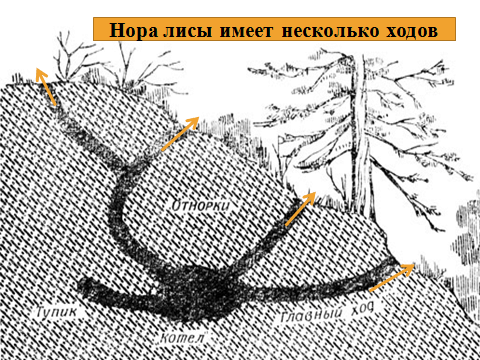 Картинки нора лисья нора