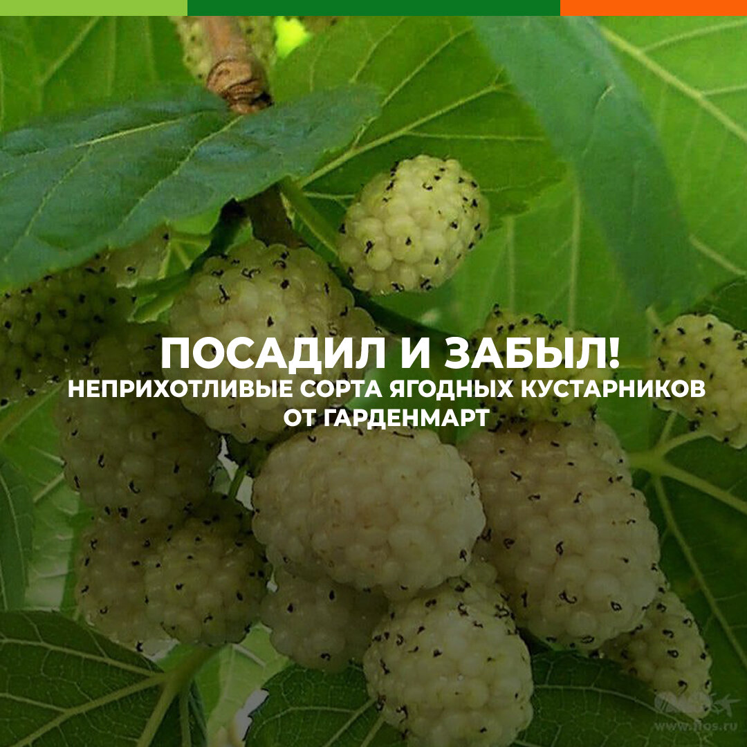 Гарденмарт отзывы покупателей о качестве. Упаковка от “Гарденмарт”. Гарденмарт отзывы покупателей.