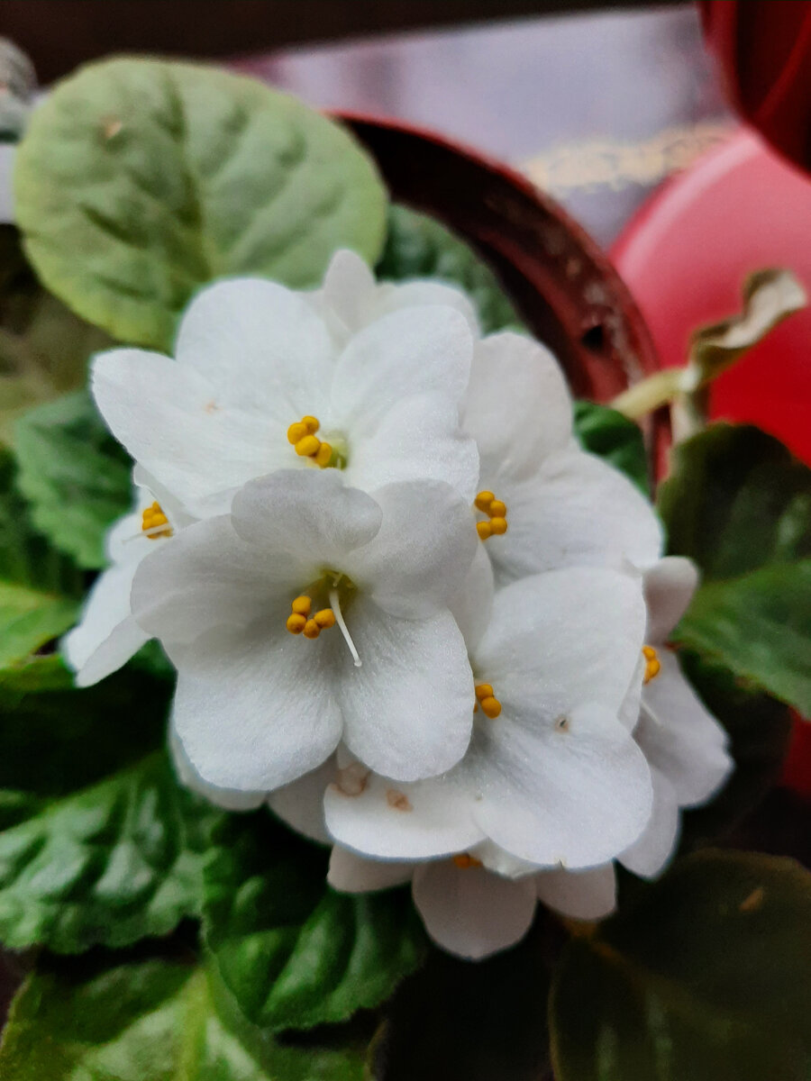 Белая фиалка в цвету.