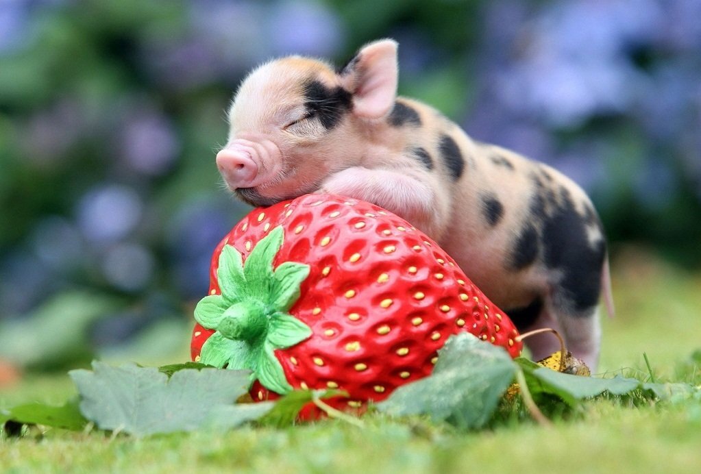      Мини-пига - декоративный поросенок.