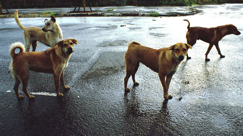   Gettyimages.ru Shaun Wang / EyeEm