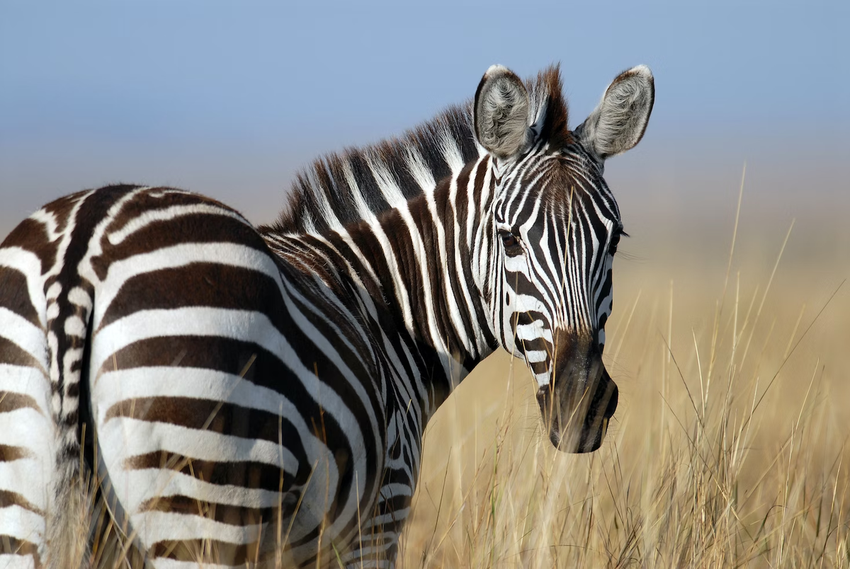 Опасное сближение: когда африканские зебры дерутся, хищники «нервно курят в  сторонке» | Заметки о животных | Дзен