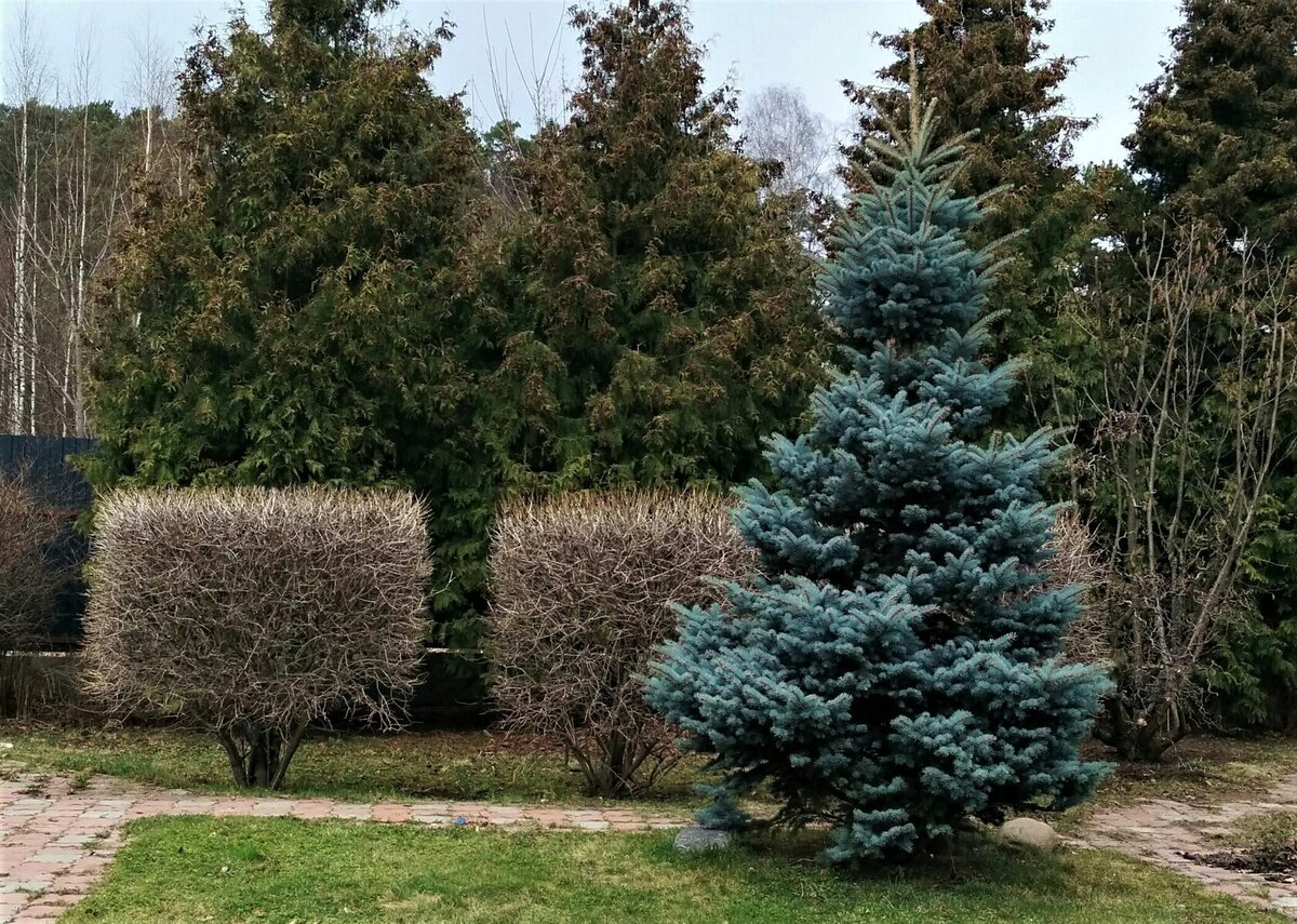 Кубическая стрижка калины обыкновенной