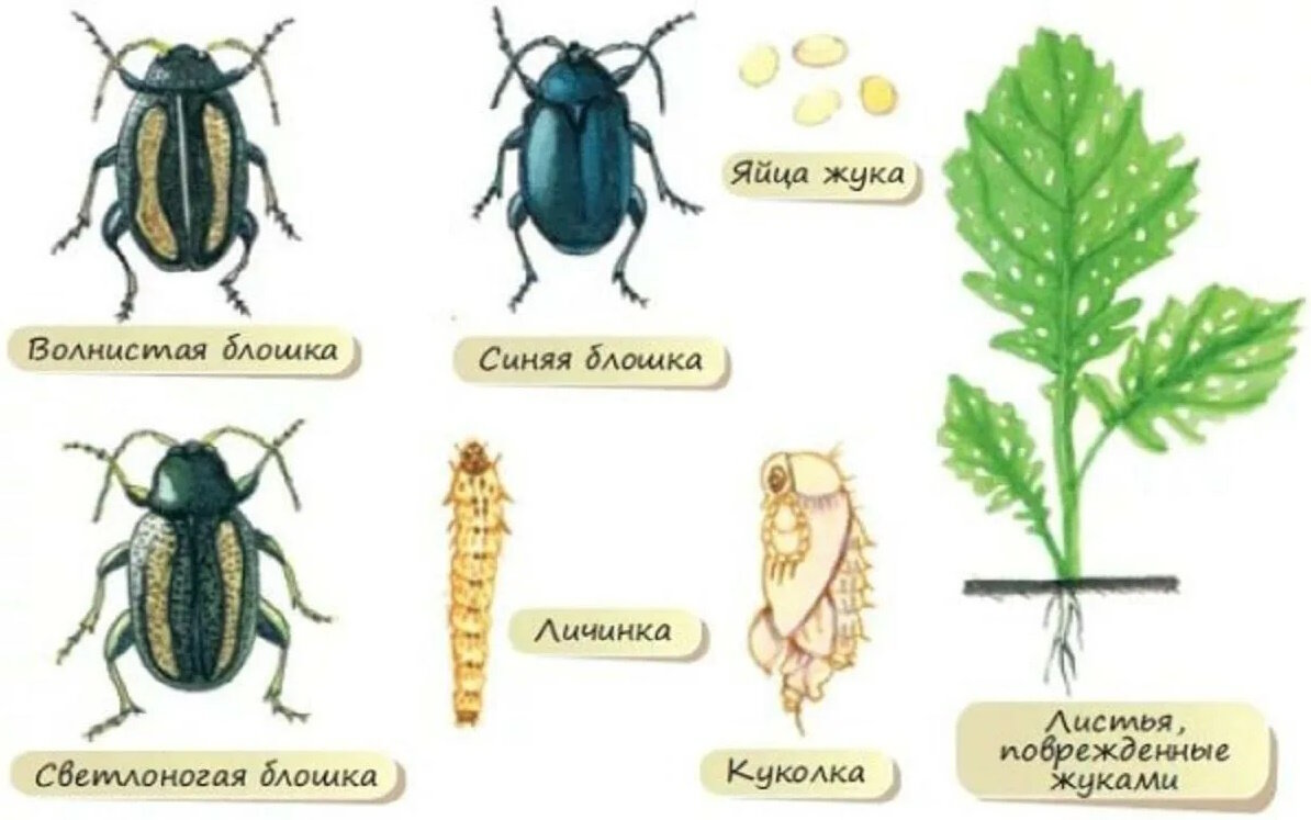 Крестоцветные блошки картинки