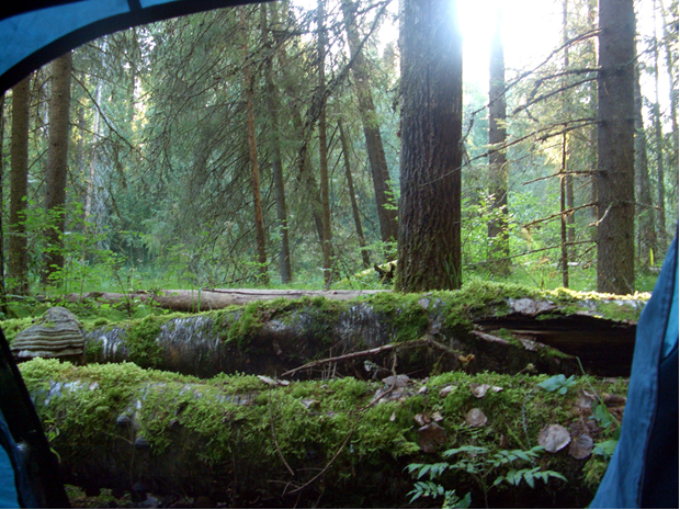 Рис. 1. Вологодская тайга. Вид из палатки. Фото автора.