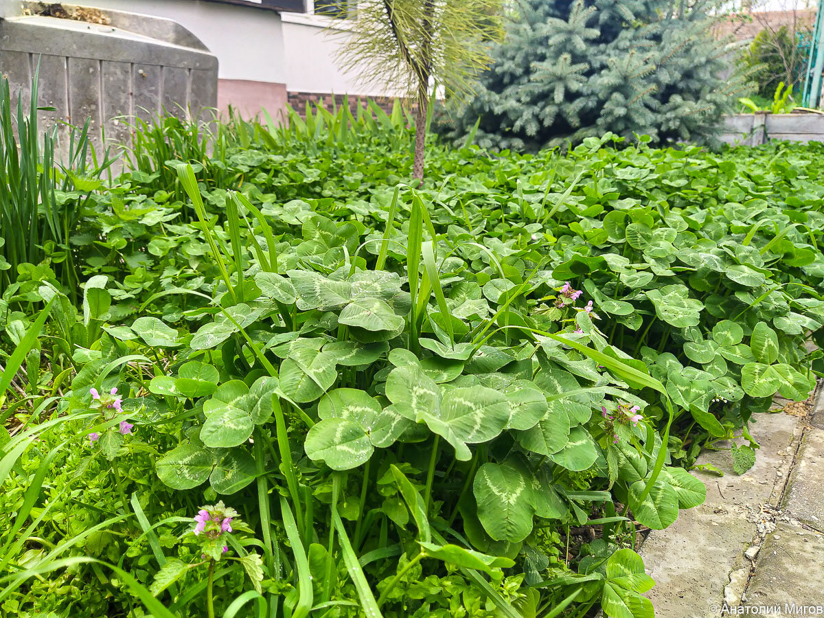 Мы не сеем и не пашем..., извините, не полем. Но косим | Дневник ...