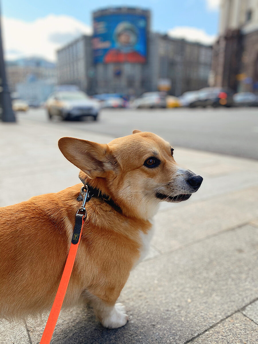 Корги Бильбо на фоне космического баннера на Тверской улице в Москве