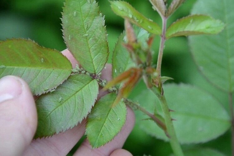 Взято из открытых источников