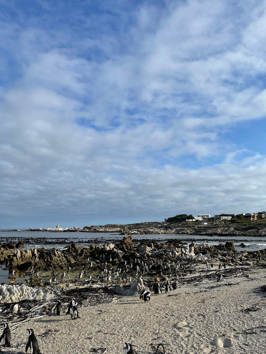 Betty’s bay. Пляж, где проживает огромная стая пингвинов. А самое главное, что посмотреть на них можно, совершенно бесплатно