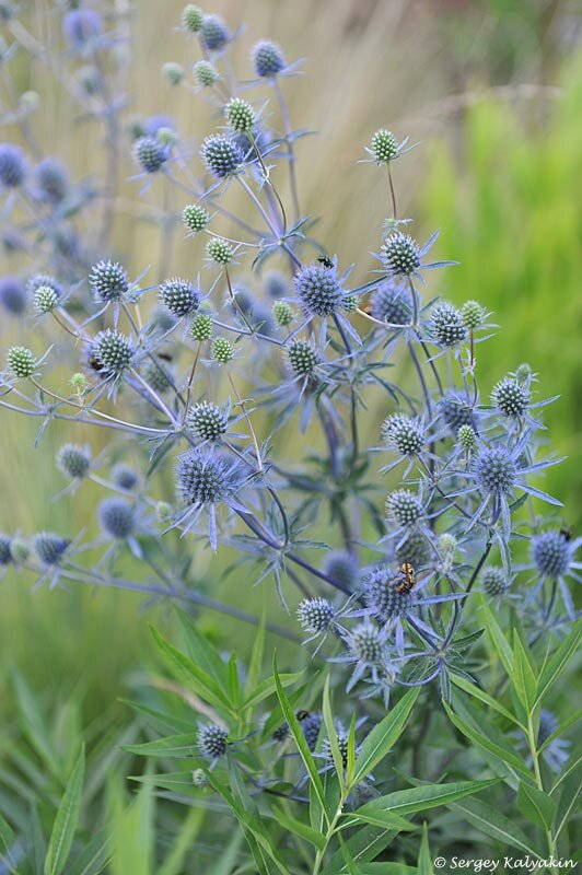 Синеголовник плосколистный 