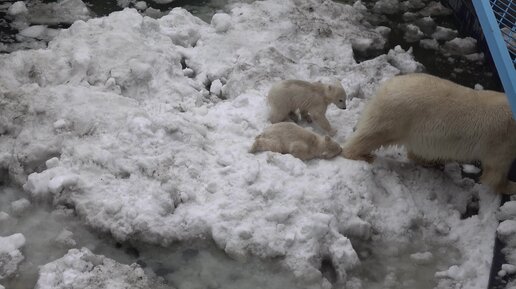 Для медвежат вода преграда. Часть 3. Медведи продолжают искать путь на верх. 27.04.2023