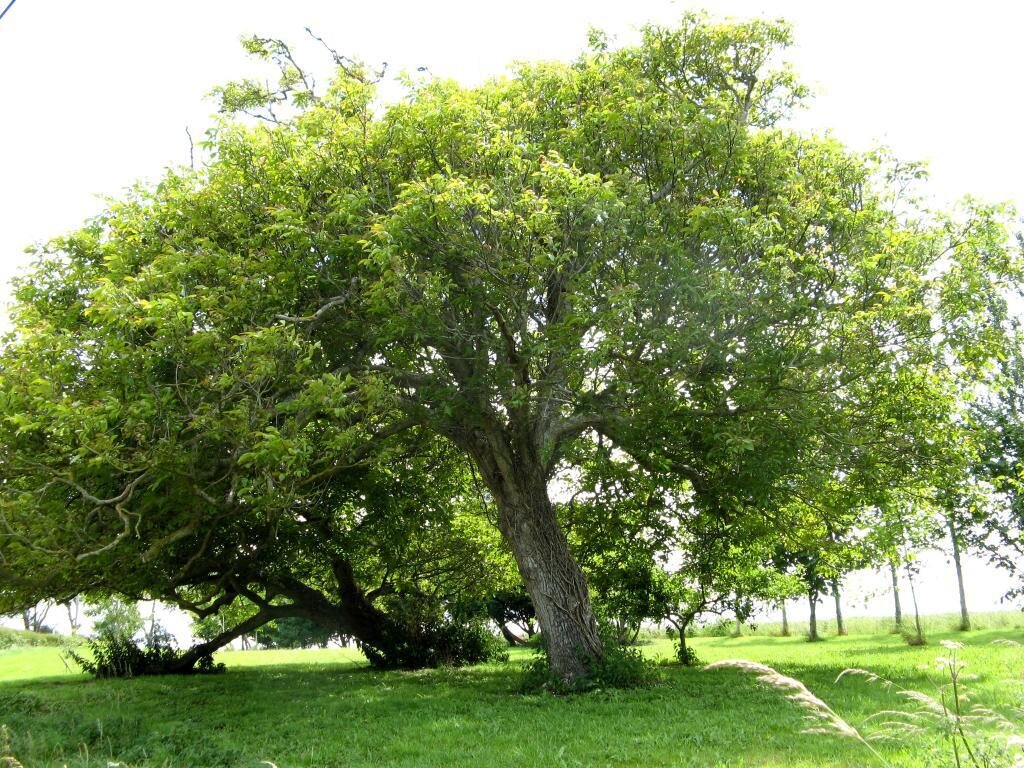 Фото из интернета. Грецкий орех.