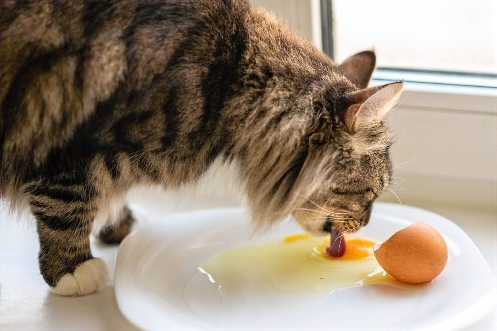 Кушает яички. Котенок кушает. Кот ест. Кот завтракает. Е коты.