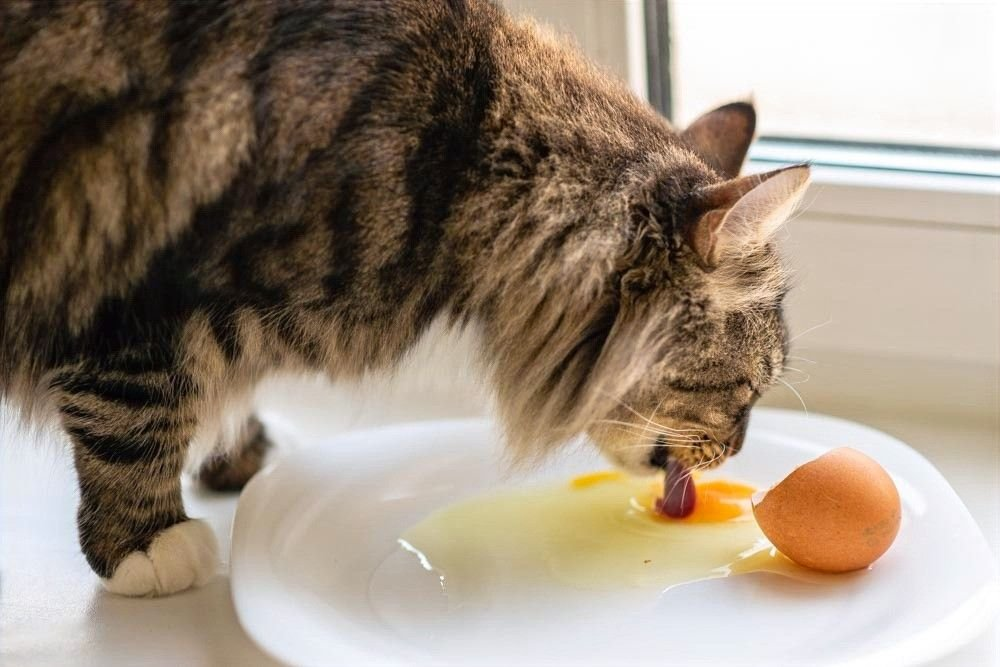Можно ли коту давать сырое яйцо