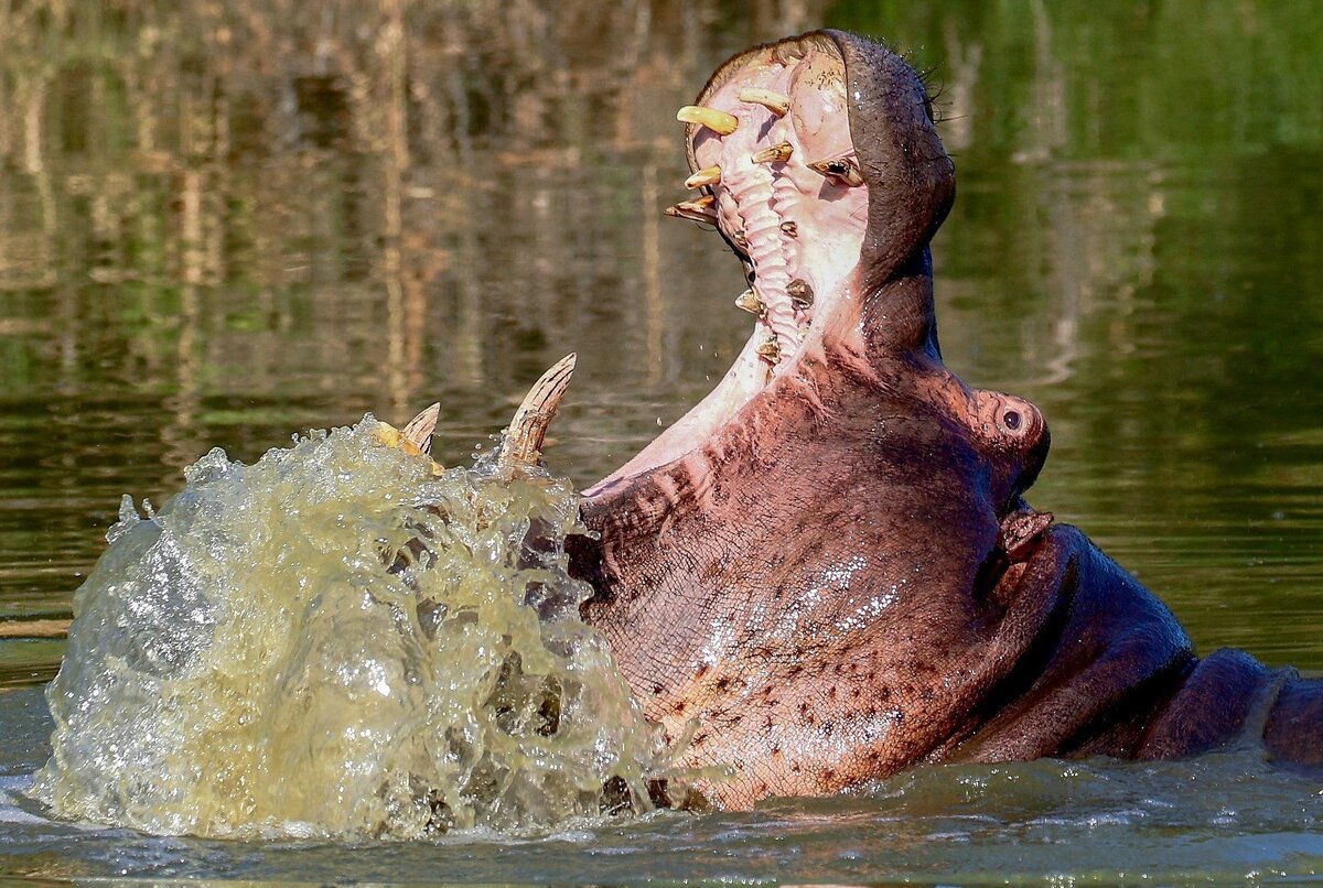 Бегемот способен открыть рот на 150 градусов