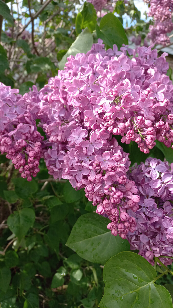 Веточка сирени.