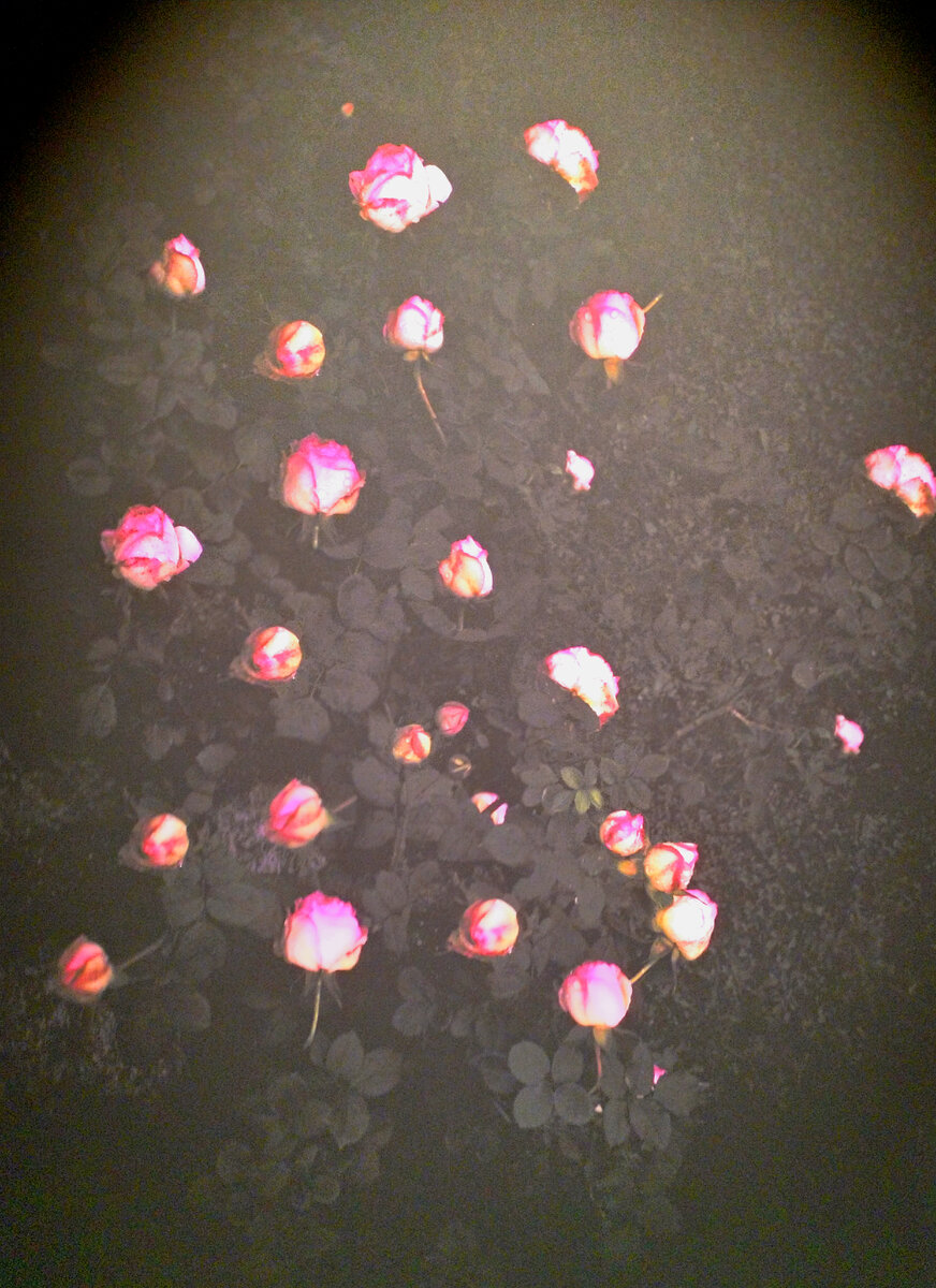 "Ложе из лепестков роз", из серии "Таинственный сад темных цветов", Юри Катания