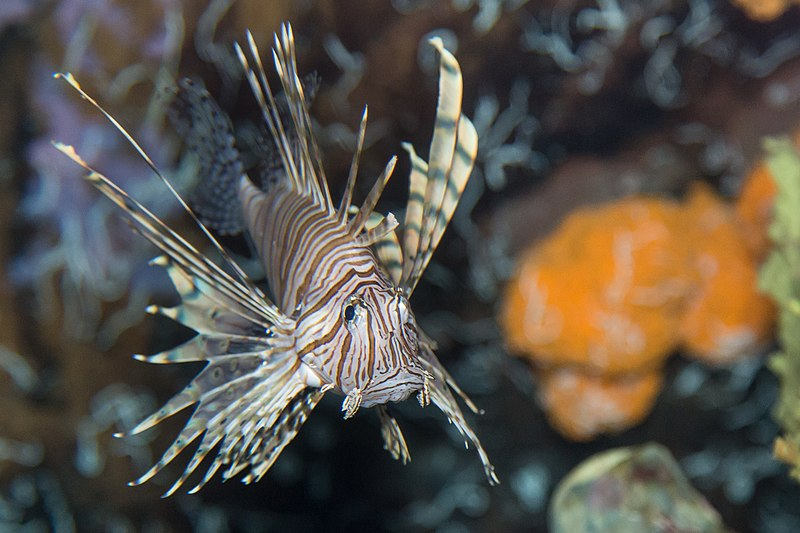 Lionfish Pterois volitans роботы. Крылатка. Крылатка насекомое. Pterois volitans сломанный плавник.