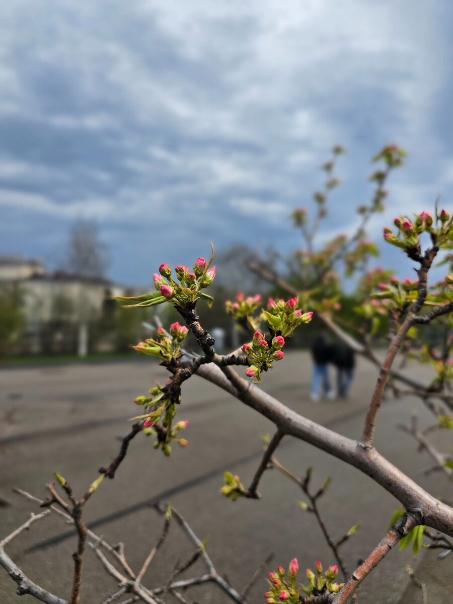 Всё расцветает