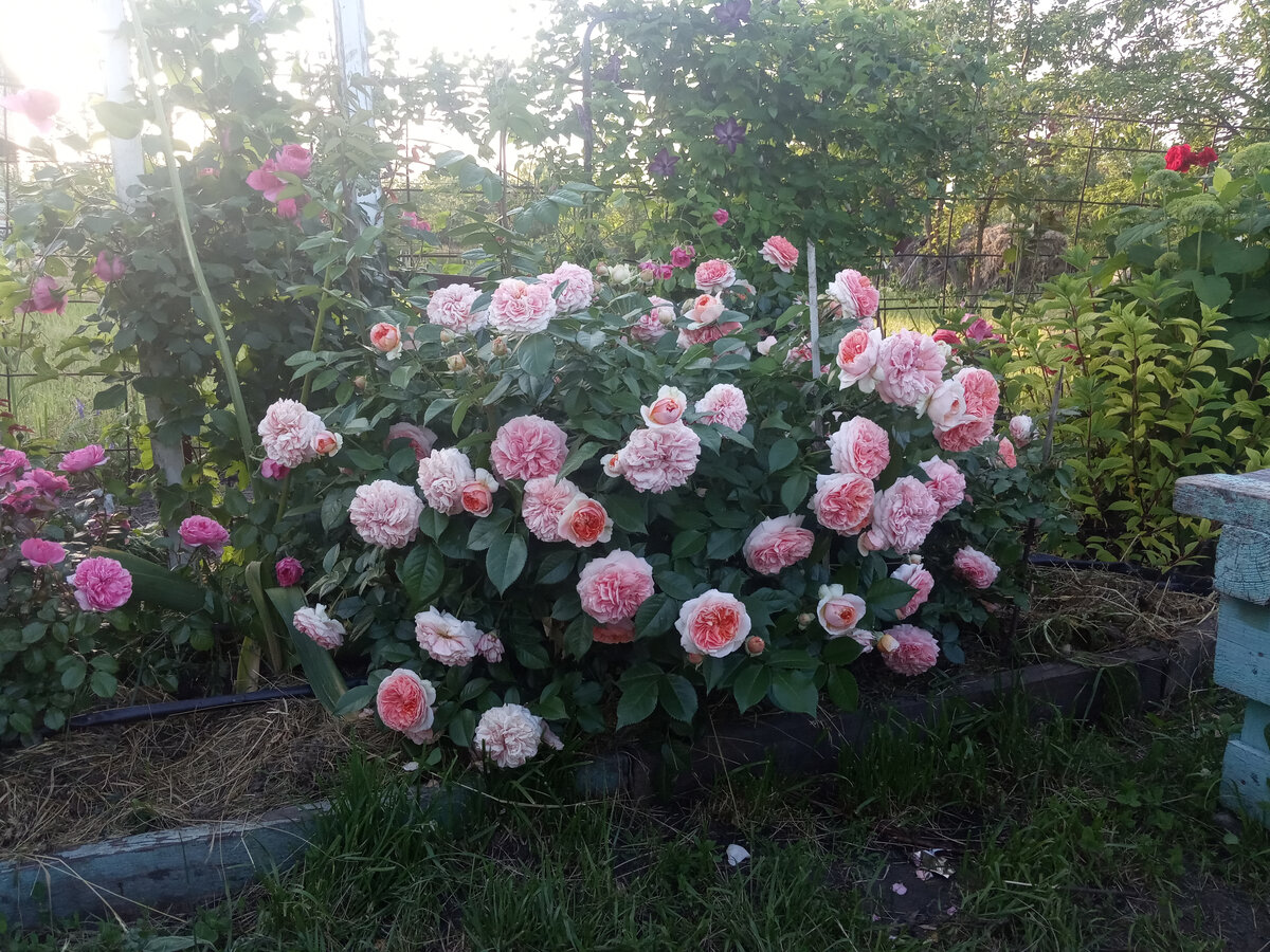 роз Чипендейл 2022