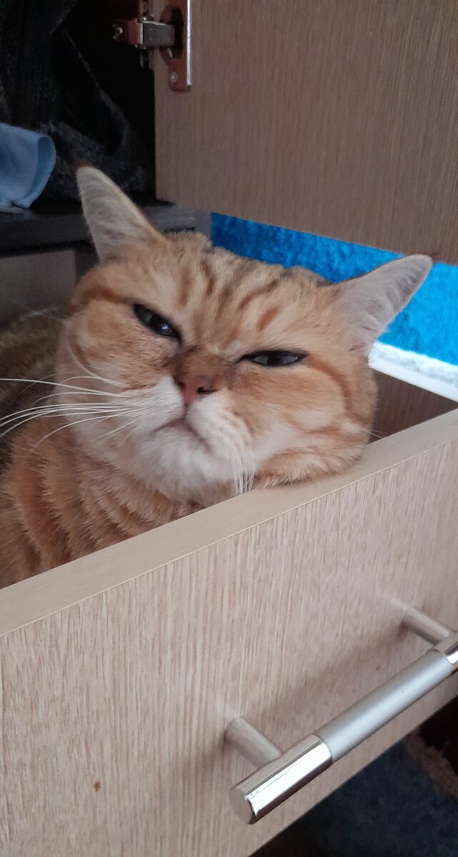 Рыжий гнездовик 