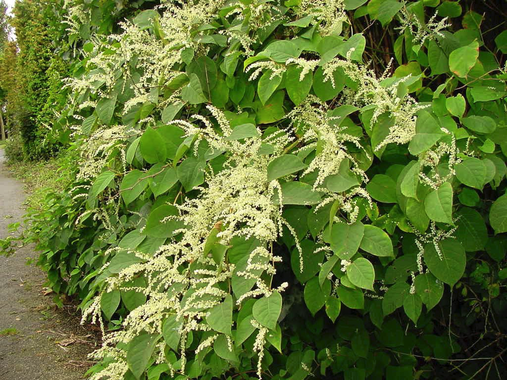 гречиха сахалинская. сахалинский горец (polygonum sachalinense). сахалинская гречиха или горец. рейнутрия горец сахалинский. многолетники с крупными листьями.