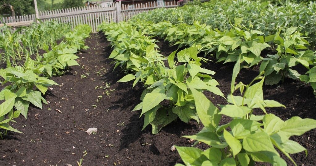 Что нужно посадить в мае: план на майские праздники