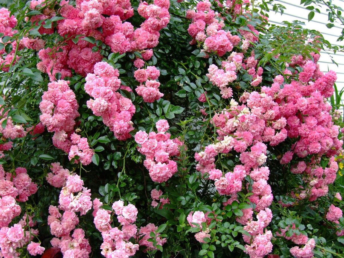 Фото Eumundi Roses