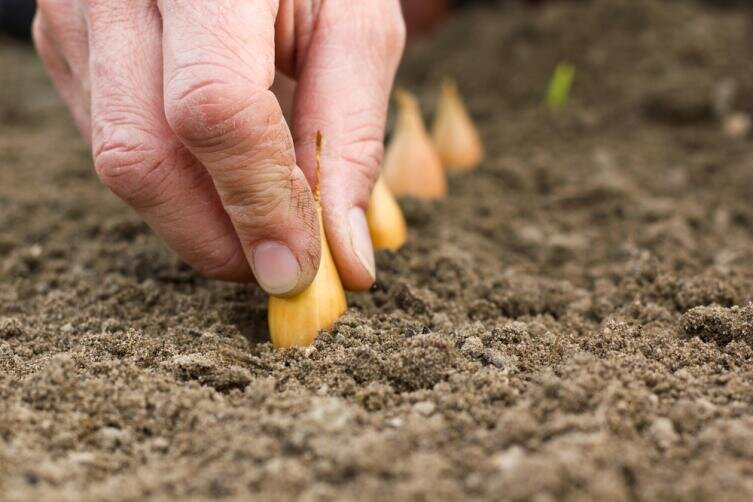    Богатому урожаю способствуют азотные удобрения Фото: Depositphotos