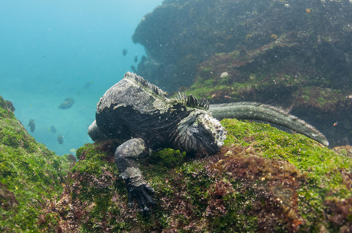 Морская игуана во время питания водорослями. Фото из Интернета