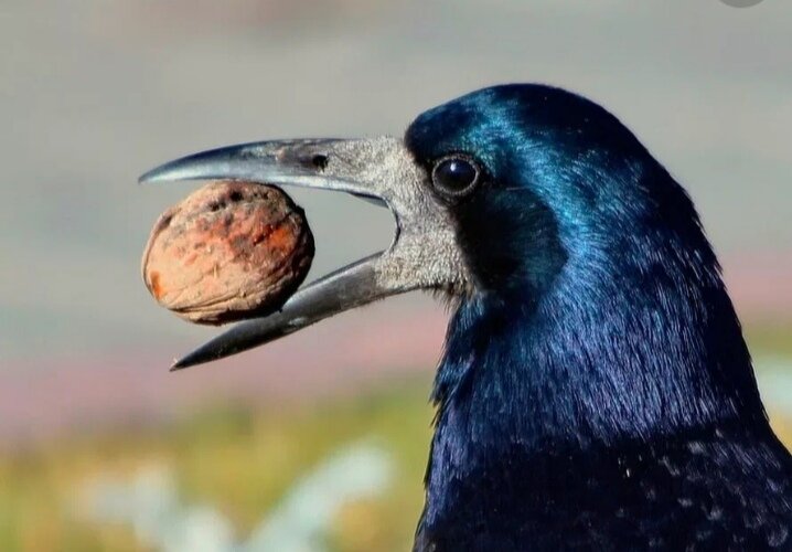 Вот так клювик и такой красивый с синим переливом  грач! 