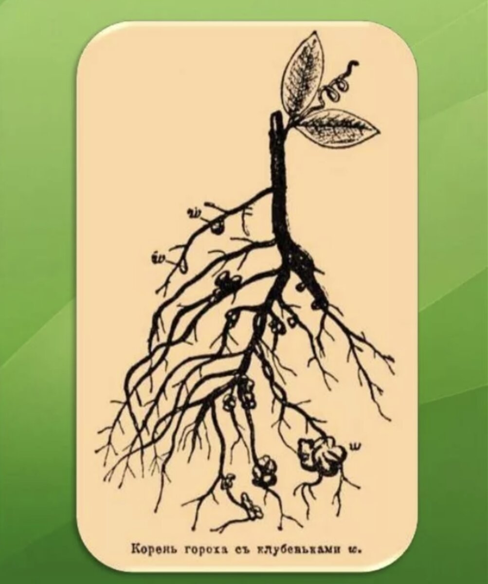 корневые клубеньки гороха. горох корневая. горох корневая. корень растет горох. горох растение корень.