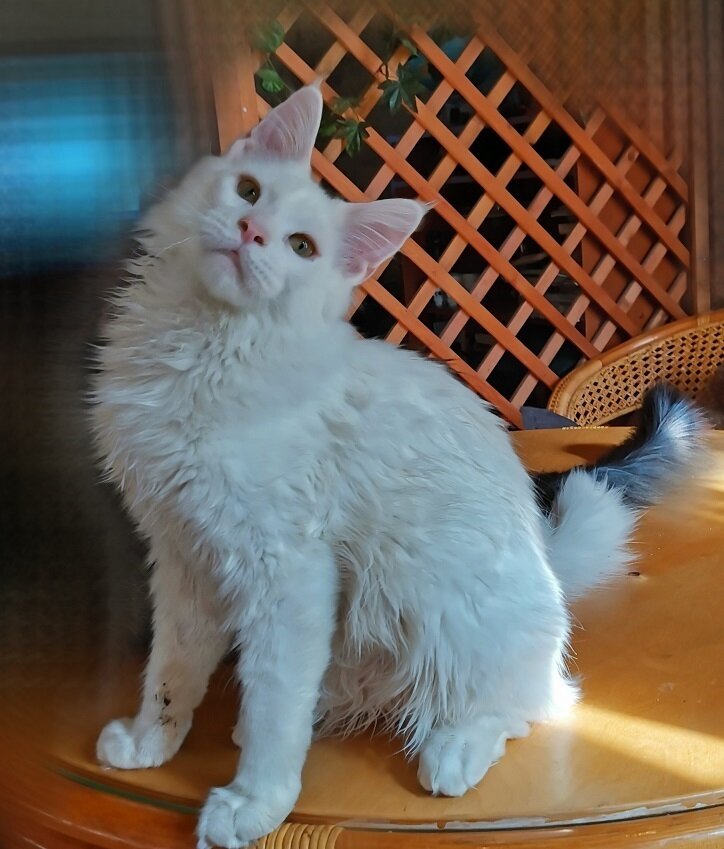 Доник
