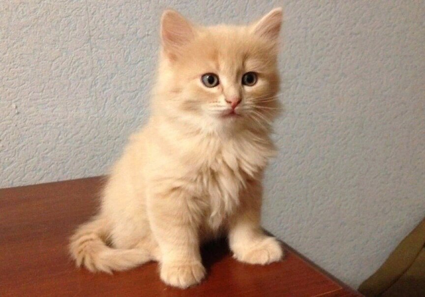 Предполагаем, что в первые месяцы жизни Персик был таким. Фото из интернета.