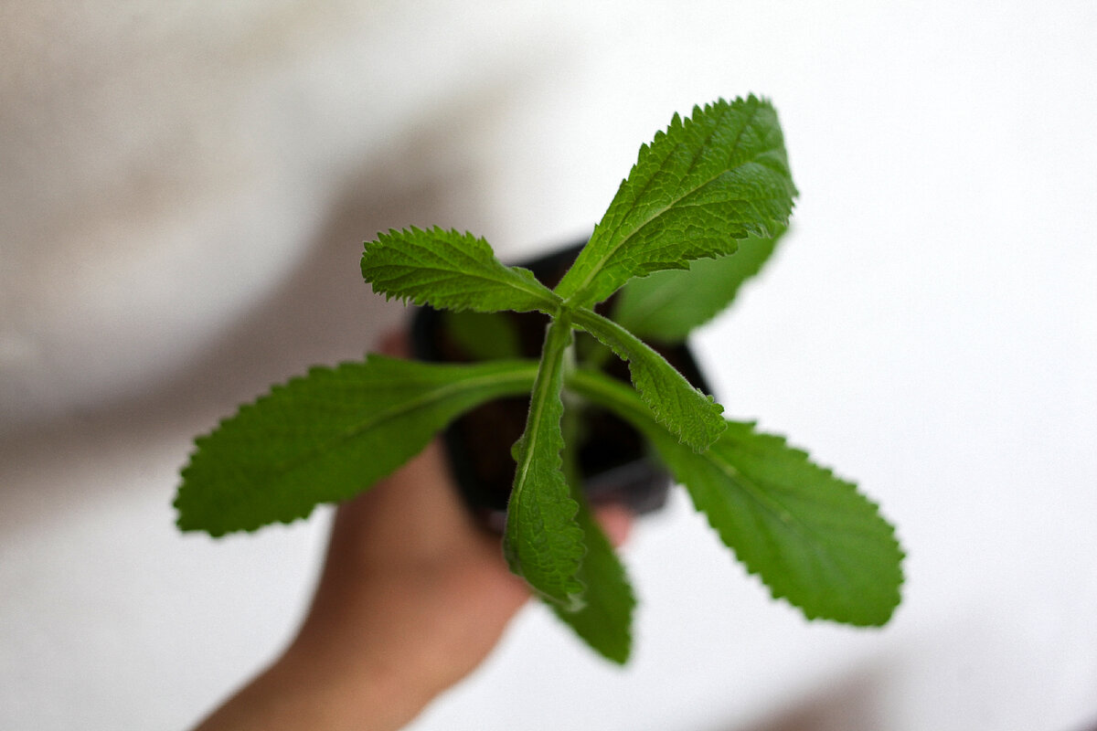 Вербена бонарская, 1,5 месяца.