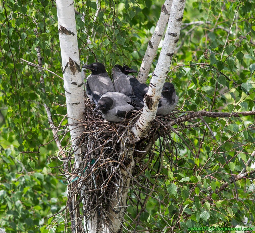 Яндекс картинки.