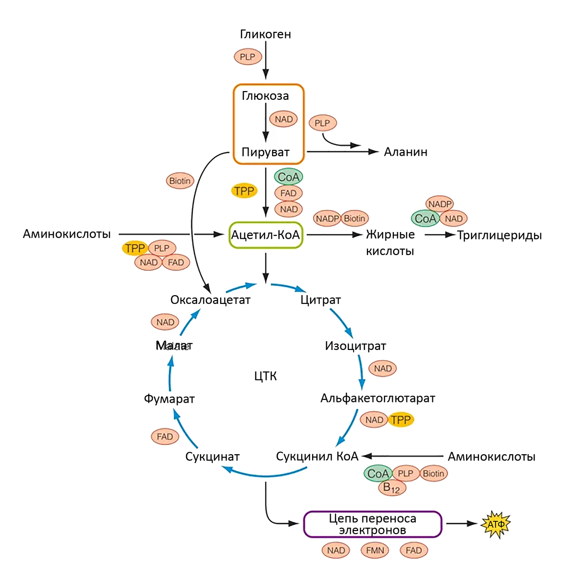 Водорастворимые витамины: все, что вам нужно знать