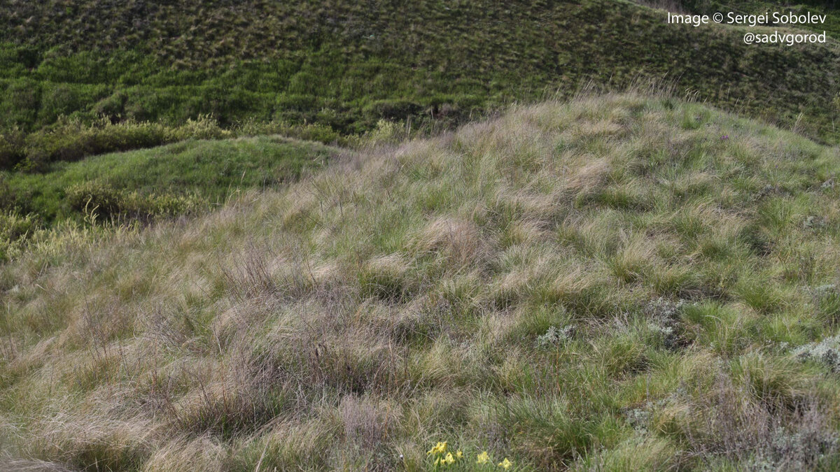 Сплошной ярко-зелёный травянистый покров виден только в понижениях рельефа.