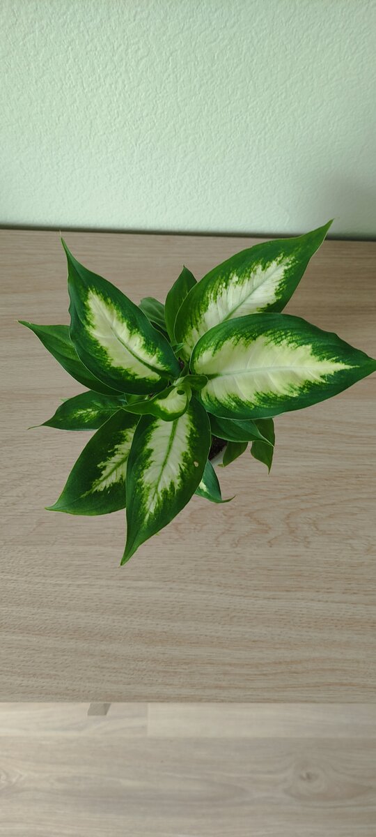 Звезда моя - диффенбахия Камилла