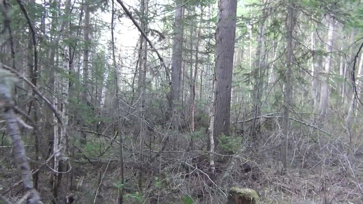 Непролазная тайга болотце - (смотрите на видео внизу статьи)